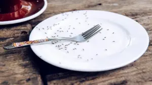 Đầu bếp sao Michelin đối mặt án tù vì phục vụ hàng chục ngàn con kiến cho thực khách