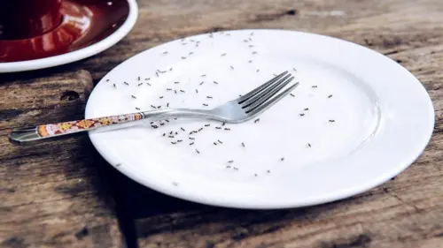 Đầu bếp sao Michelin đối mặt án tù vì phục vụ hàng chục ngàn con kiến cho thực khách