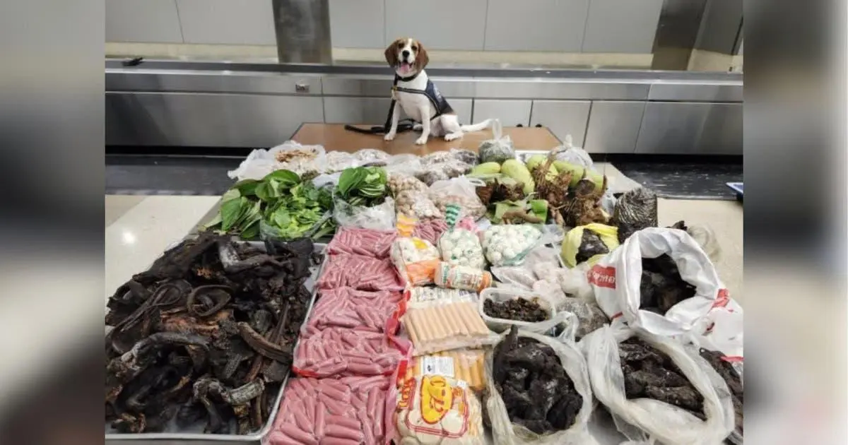 99 Pound Kilos Bị Hải Quan Hoa Kỳ Thu Giữ Tại Cảng Los Angeles