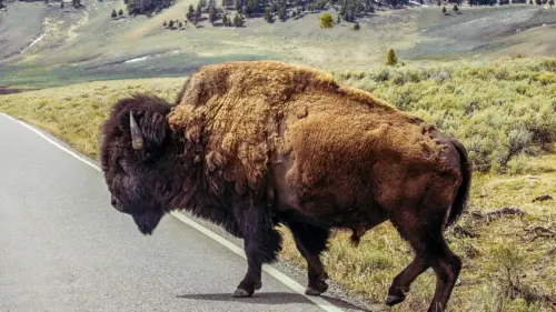 Quyết định về số phận con bò rừng Yellowstone tấn công cụ ông gây xôn xao