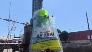 Cư dân Boyle Heights yêu cầu lệnh di tản khẩn cấp giữa tình trạng ruồi bọ hoành hành