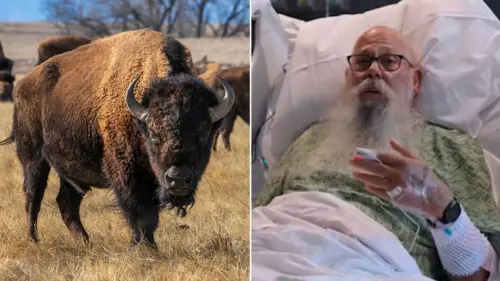 Nạn nhân vụ tấn công bởi bò rừng bison tại Công viên quốc gia Yellowstone lên tiếng
