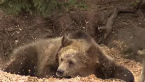 Grizzly bears: Có nên đưa loài vật đã tuyệt chủng trở lại California?