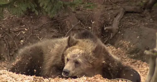 Grizzly bears: Có nên đưa loài vật đã tuyệt chủng trở lại California?