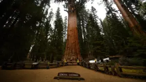 Nam Hiker 79 Tuổi Tử Vong Tại Vườn Quốc Gia Sequoia, California