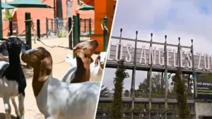 Sở Thú Los Angeles Chào Đón 4 Bé Dê Boer Từ Chương Trình Nông Dân Tương Lai Của Trường Covina High