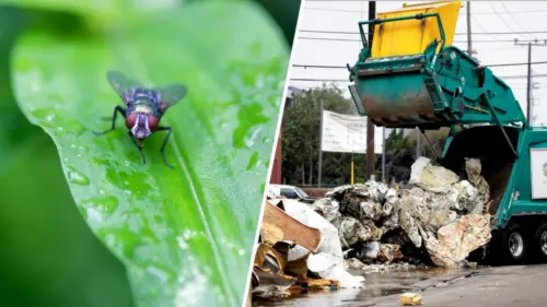 Cảnh báo về nguy cơ lây lan dịch bệnh từ ruồi sinh sôi tại nhà kho ở Boyle Heights