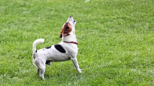 Câu hỏi đặt ra: Bao lâu thì có thể nhận nuôi chó mới sau khi mất bạn đời bốn chân?