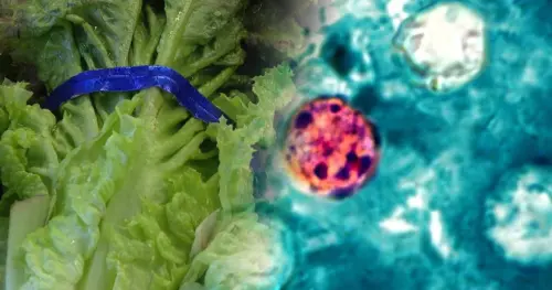 Tiểu bang Washington có bị ảnh hưởng bởi đợt bùng phát ký sinh trùng từ Taco Bell không? Cần biết gì?