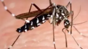 Phòng Y tế Philadelphia Phun thuốc diệt muỗi có thể mang virus West Nile