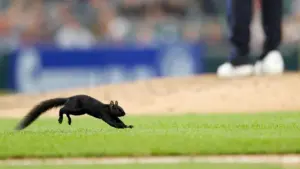 Một chú sóc “quậy” tại trận đấu bóng chày MLB