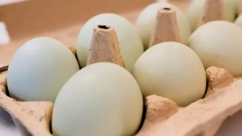 Hơn 100 người tại Hoa Kỳ mắc bệnh do Salmonella từ trứng bị thu hồi