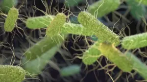 Salmonella Outbreak Expands to 27 States