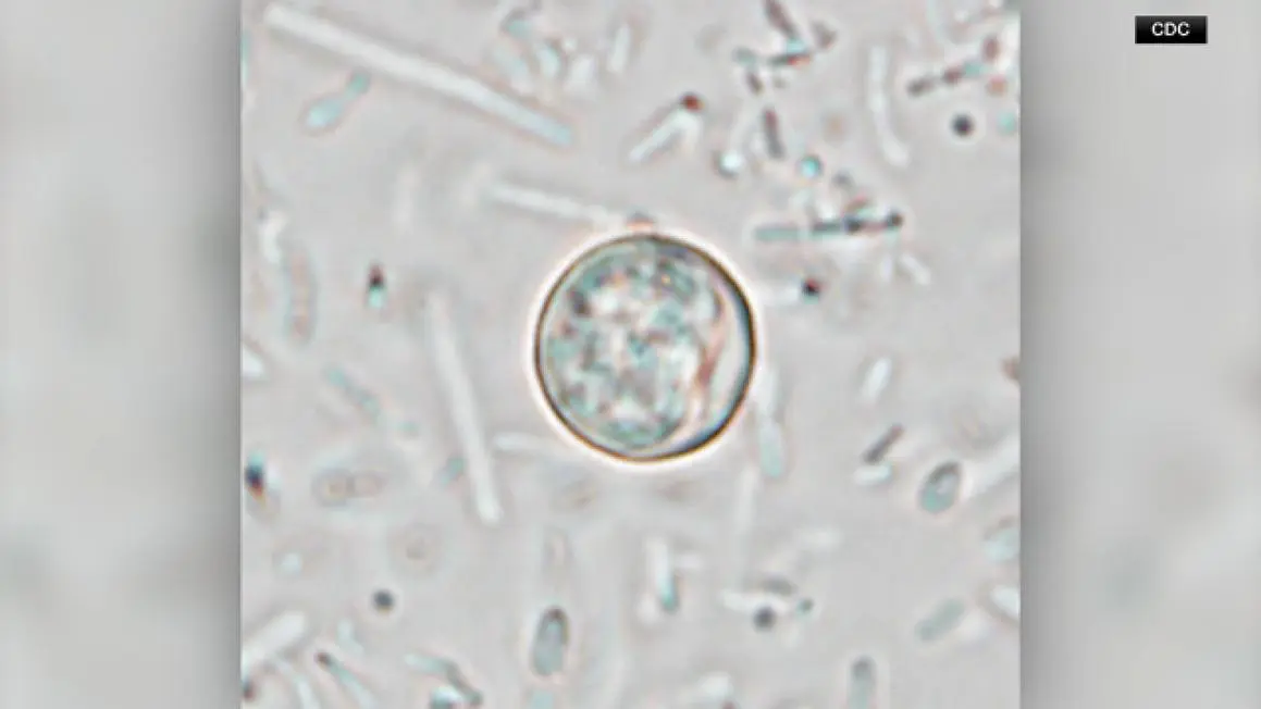 Số ca Cyclosporiasis tại Hạt Harris là 54; 10 ca mới tại Houston, giới chức y tế cho hay