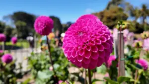 Hoa Kỳ có hoa chính thức và nó đang nở rộ tại Công viên Cánh Cổng Vàng