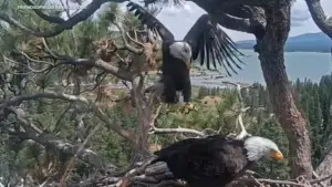 Águila “Katie” mới xuất hiện bên cạnh “Shadow” tại Big Bear, thu hút sự chú ý của công chúng sau cái chết của “Jackie”