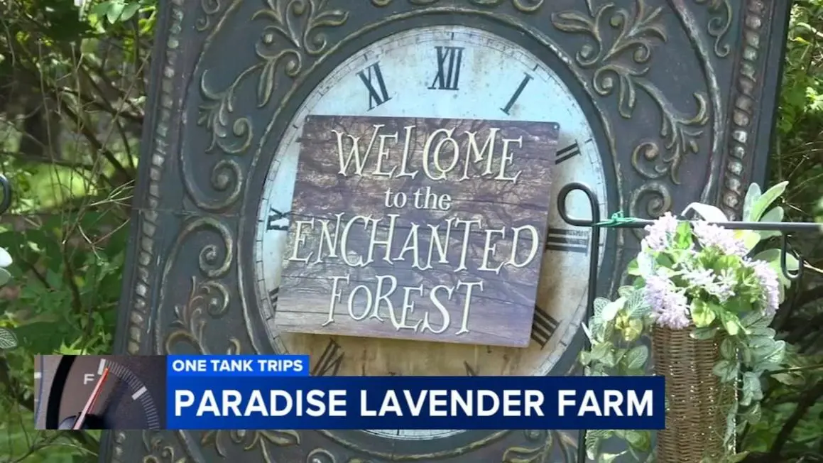 Du lịch tới Khu Rừng Tiên Huyền Ảo tại Trang Trại Hoa Oải Hương Paradise ở Poconos