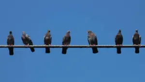 Tour Chim Bồ Câu ‘Philly Pigeon Tours’ Giới Thiệu Về Loài Chim Đặc Trưng Của Thành Phố