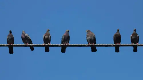 Tour Chim Bồ Câu ‘Philly Pigeon Tours’ Giới Thiệu Về Loài Chim Đặc Trưng Của Thành Phố