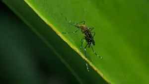 Cụ bà 90 tuổi tử vong vì nhiễm virus West Nile tại Montgomery County