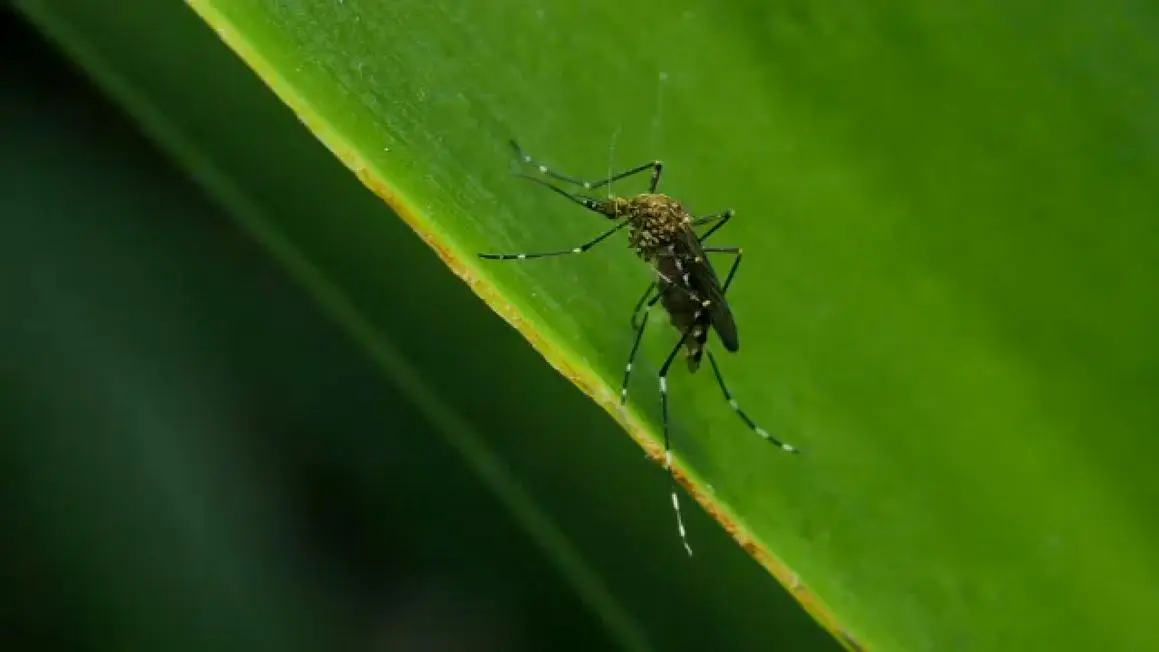 Cụ bà 90 tuổi tử vong vì nhiễm virus West Nile tại Montgomery County