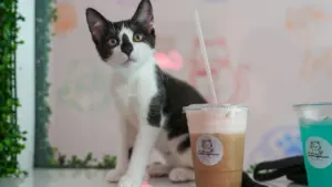 Cặp đôi Nam Jersey tạo ‘Catmosphere’ hoàn hảo ở Collingswood