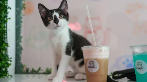 Cặp đôi Nam Jersey tạo ‘Catmosphere’ hoàn hảo ở Collingswood