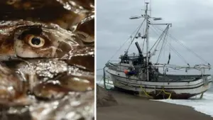 Tàu đánh cá mắc cạn ở Point Reyes, hàng tấn mực thối gây khó khăn cho công tác trục vớt