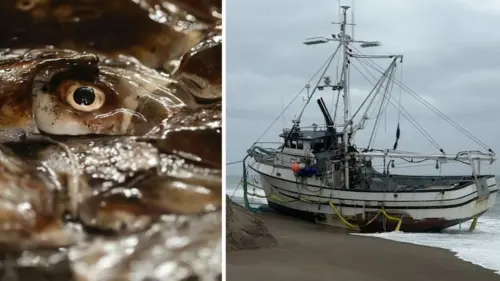 Tàu đánh cá mắc cạn ở Point Reyes, hàng tấn mực thối gây khó khăn cho công tác trục vớt