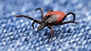 Các loại ve gây bệnh Lyme và các bệnh khác đã di chuyển về phía Nam, nhưng y bác sĩ đã sẵn sàng?