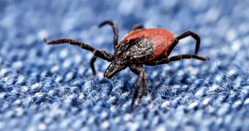 Các loại ve gây bệnh Lyme và các bệnh khác đã di chuyển về phía Nam, nhưng y bác sĩ đã sẵn sàng?