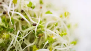 Giá đỗ alfalfa liên quan đến hàng chục ca bệnh do 2 loại vi khuẩn khác nhau