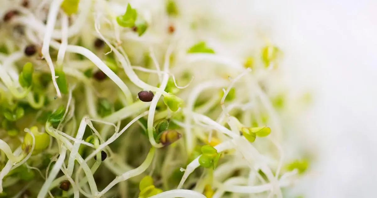 Giá đỗ alfalfa liên quan đến hàng chục ca bệnh do 2 loại vi khuẩn khác nhau