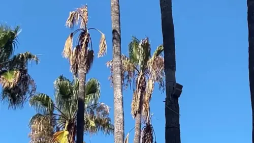 Phố Circle of Palms ở San Jose đóng cửa vì lo ngại cây chết