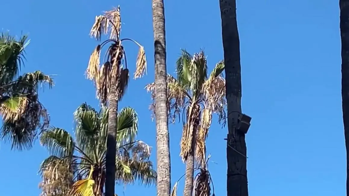 Phố Circle of Palms ở San Jose đóng cửa vì lo ngại cây chết