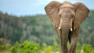Nghiên cứu mới: Voi có thể đã đóng vai trò quan trọng trong sự sinh tồn của người xưa