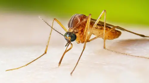 Cơ Quan Y Tế Quận Los Angeles Xác Nhận Trường Hợp Tử Vong Đầu Tiên Do Vi Rút West Nile Năm 2026