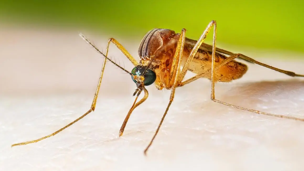 Cơ Quan Y Tế Quận Los Angeles Xác Nhận Trường Hợp Tử Vong Đầu Tiên Do Vi Rút West Nile Năm 2026