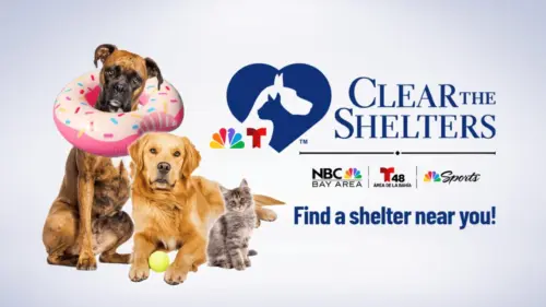 Các Trung Tâm Cứu Trợ Động Vật Vùng Vịnh Tham Gia Chương Trình “Clear The Shelters”