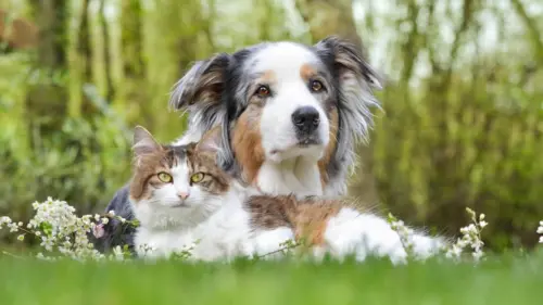 Giúp Thú Cưng Vùng Philadelphia Tìm Nhà Mới Trong Ngày ‘Clear the Shelters’