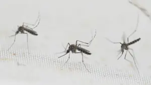 Giàn bẫy muỗi ở Manvel dương tính với virus West Nile