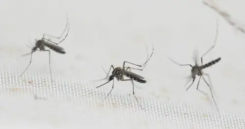Giàn bẫy muỗi ở Manvel dương tính với virus West Nile