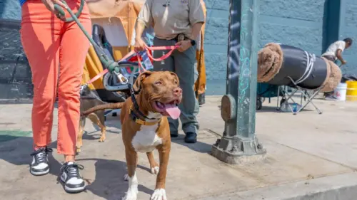 LAPD và LA Animal Services hợp tác chống bạo hành động vật tại Skid Row
