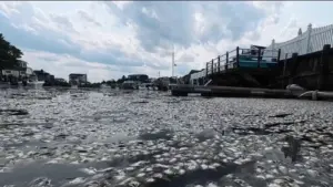 Hàng ngàn con cá chết bốc mùi hôi thối khiến cư dân Jersey Shore phải đóng cửa ra vào