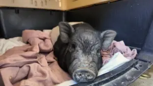 Chú Heo Wilbur ở West Hollywood Sẵn Sàng Được Nhận Nuôi