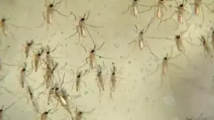 Cụ bà ở Conroe qua đời vì virus West Nile