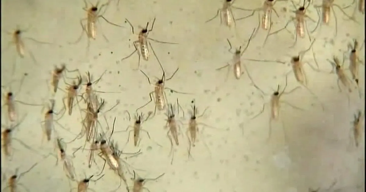 Cụ bà ở Conroe qua đời vì virus West Nile