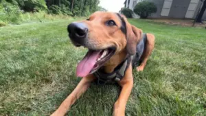 SPCA Texas cảnh báo chủ nuôi thú cưng về nắng nóng khắc nghiệt