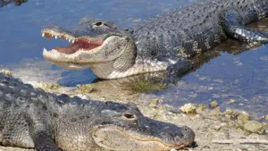 Phụ nữ mất cánh tay trong vụ tấn công cá sấu ở Florida