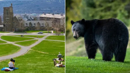 Trường Đại học Cornell Cấm Xử Lý Động Vật Hoang Dã Trong Bếp Ăn Cộng Đồng Sau Vụ Sinh Viên Chế Biến Gấu